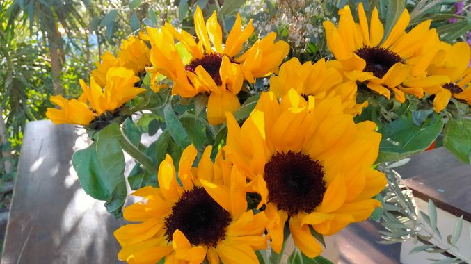 Solerantonio2 en Hamelin: Flora  (Totana), Helianthus annuus, Planta