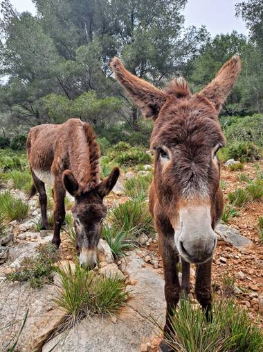 Pawlowskaela8 en Hamelin: Fauna, Burritos encontrados por el camino a la playa Murta.
#rutasdemallorca, #mallorcaeninvierno 