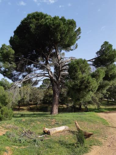 Lunamartin en Hamelin: Paisaje, Pino piñonero.