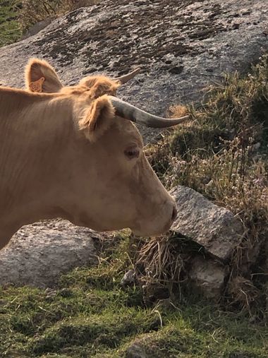 Info en Hamelin: Fauna, Mosquin y vacas donde no deben estar, Casar de Cáceres 