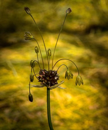 Olga.t.g76 en Hamelin: Flora  (Mandayona), Allium oleraceum, #flower #flowerstagram #beauty #beautyofnature #tiny_flower#color #nature #macro #cutte #simpl...