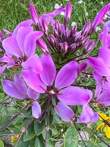 Eudimer20 en Hamelin: Flora, Cleome houtteana, #flower #plants