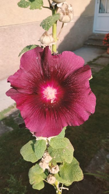 Solerantonio2 en Hamelin: Flora  (Esparza), Alcea rosea, Planta