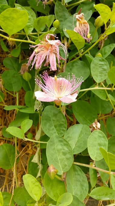 Solerantonio2 en Hamelin: Flora  (Jaén), Capparis spinosa, Planta