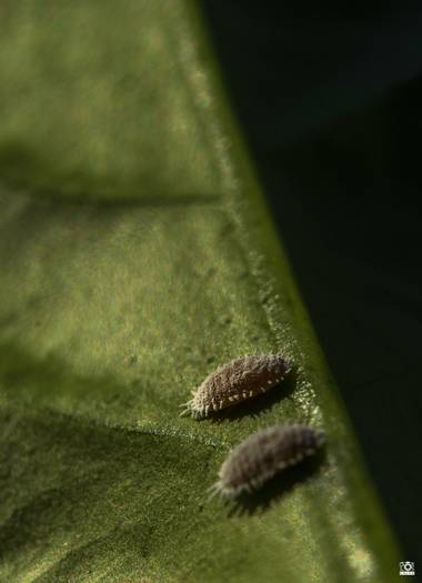 Acorazado3000 en Hamelin: Fauna  (Córdoba), Parásitos tomando el sol.


#fotografiacarloscalvo #parasitos #cotonet #plaga #plagas #citricos #fotografiamacr...