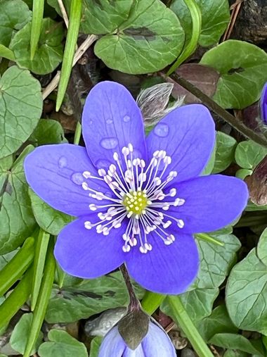 Eudimer20 en Hamelin: Flora, #flora