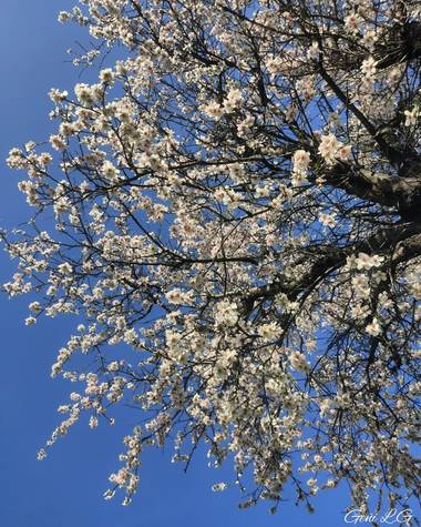 Geñi en Hamelin: Flora  (Madrid), Prunus dulcis, Almendros en flor