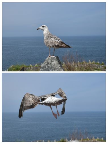 Solerantonio2 en Hamelin: Fauna  (Pontevedra), Gaviota