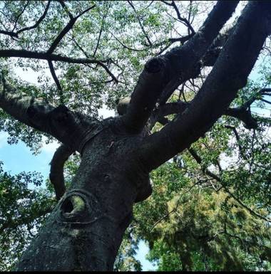 GrachuV. en Hamelin: Flora, Ojo en un árbol....