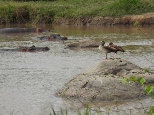 olaya96fg en Hamelin: Fauna  (Nairobi), Alopochen aegyptiaca (Linnaeus, 1766), #Aves21