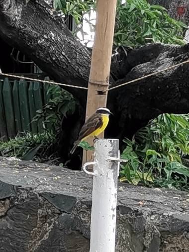 Amigomar197171 en Hamelin: Fauna  (Cali), Myiozetetes similis (Spix, 1825), Pitangus sulphuratus |Great Kiskadee. El Bichofué Gritón es una especie muy com...