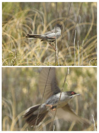 Solerantonio2 en Hamelin: Fauna  (Níjar), Sylvia melanocephala (Gmelin, 1789), Ave