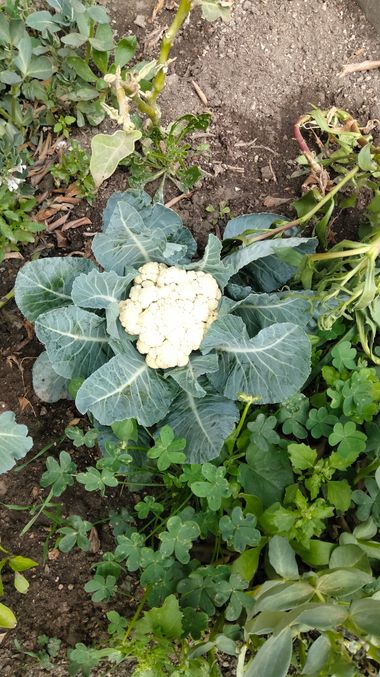 Solerantonio2 en Hamelin: Flora  (Amor), Brassica oleracea, Planta de coliflor