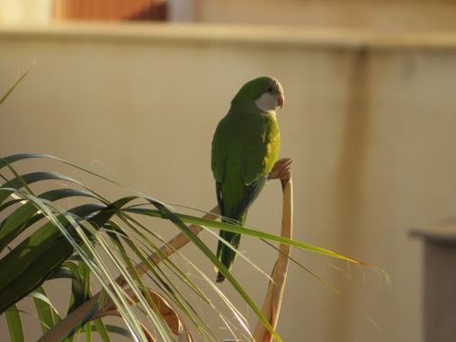 Solerantonio2 en Hamelin: Fauna  (Almería), Cotorra argentina
