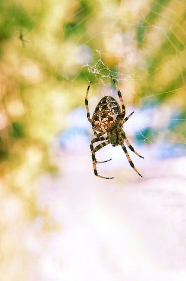 Lucía Ojeda en Hamelin: Fauna  (València), #araña #arañas #macro #spider #insecto #araña20 #arañadelacruz
