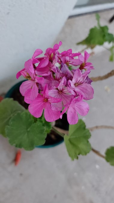 GrachuV. en Hamelin: Flora  (Santa Fe), Pelargonium zonale, Malvon 🌺
