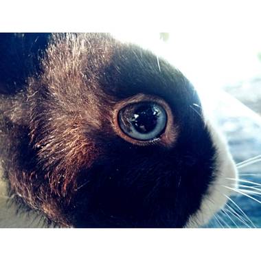 Lilia Bertel en Hamelin: Fauna  (Provincia de Cartagena), Un mundo en sus ojos💖
#dutch #conejo 