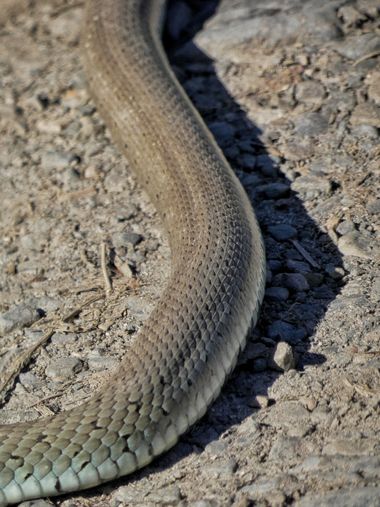 mariale en Hamelin: Fauna, 📸 #marialemdza
Ruta del 15/04/2022
Sorpresas en el recorrido, una grande y larga 🐍 Cuando suben las temperaturas es hora de t...