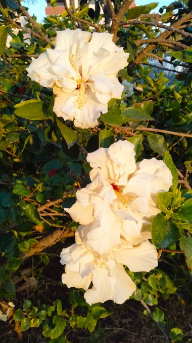 Solerantonio2 en Hamelin: Flora  (Almería), Hibiscus rosa-sinensis, Planta