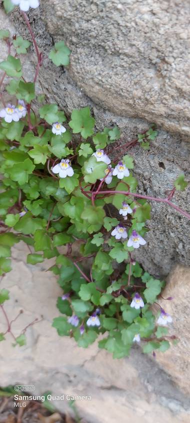 Apasnau75 en Hamelin: Flora  (Rincón de la Victoria), Cymbalaria muralis, Pequeña planta con florecillas hermosas que salen de la piedra.