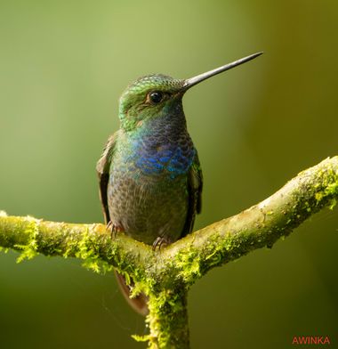 Pabloalbertopaez en Hamelin: Fauna  (Cosanga), Después deun buen tiempo de no publicar fotografías, espero que sea de su agrado. 

El colibrí de Bouguer or...