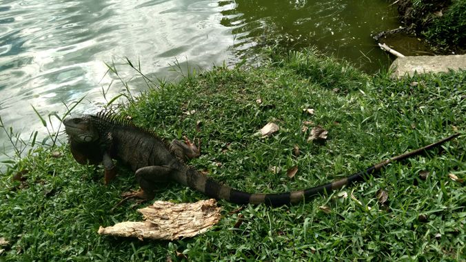 𝓨𝓲𝓵𝓵 𝓡𝓪𝓲𝓷 en Hamelin: Fauna  (Medellín), #Reptil #naturaleza