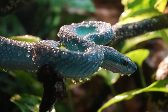 Noa en Hamelin: Fauna  (Madrid), Crótalo azul de labios blancos
(white-lipped island pitviper).
#faunia #fauna #serpiente #serpientevenenosa #vibora #prime...