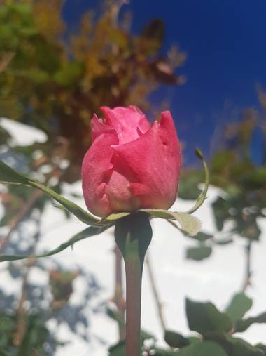 Ana Guillén en Hamelin: Flora  (La Parra), La rosa del patio de mi casa, es particular....