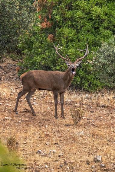 guachinaty1 en Hamelin: Fauna  (Andújar), C. elaphus Linnaeus, 1758, Tiempos de berrea.
El ciervo común (Cervus elaphus), también llamado ciervo europeo, c...