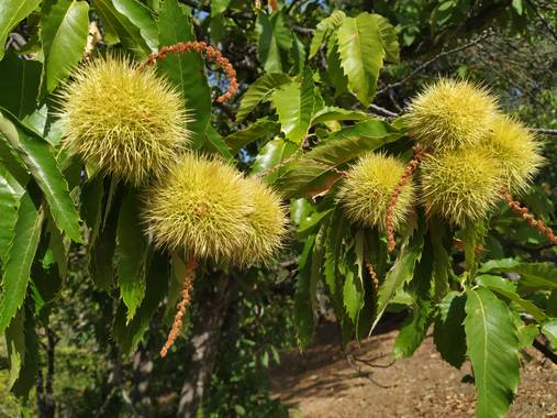 alfredocarrascocarrasco en Hamelin: Flora  (Benalauría), Erizo  #castaña #valledelgenal #serraniaderonda #Otoño2020