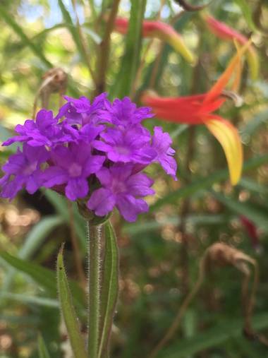 Erikalan9 en Hamelin: Flora  (Sant Cugat del Vallès), Verbena rigida