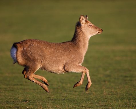 Jozsef Baricz en Hamelin: Fauna, I can fly 🛫

#animal #animals #wildlifephotography #wild #deer #deers #nature #natural #outdoor #outdoors #colour #colou...