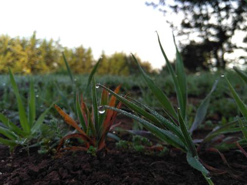 Joaquín Reyes en Hamelin: Flora, #ilovenature #beatiful #sunsetlovers #ilovedthisday 