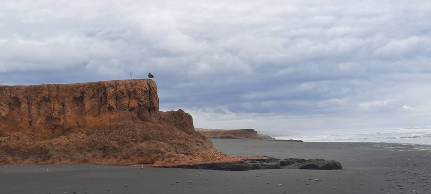 Alandree9 en Hamelin: Fauna 