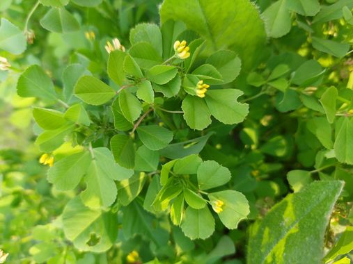 Mpinfante en Hamelin: Flora, Medicago polymorpha