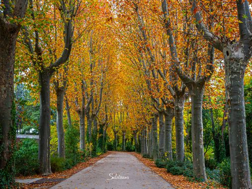 soletessur en Hamelin: Flora  (Madrid), #arbustos #arboles #flower