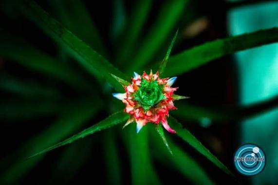 Fotomecuri en Hamelin: Flora  (Cali), Planta de Piña! 
