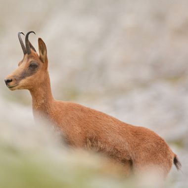 César Gil en Hamelin: Fauna  (Posada de Valdeón), Rupicapra rupicapra (Linnaeus, 1758), Un rebeco entre desenfoques en pleno Parque Nacional de Picos de Eu...