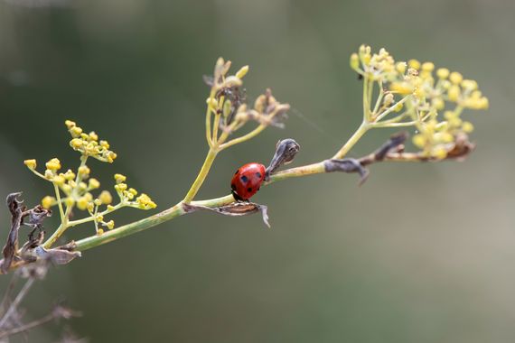 Peremateo en Hamelin: Fauna  (Barcelonès), #insectos#