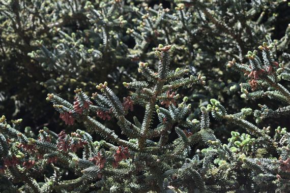 Solerantonio2 en Hamelin: Flora  (Serranía de Ronda), Abies pinsapo, Planta