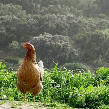 Luis Cedrés en Hamelin: Fauna  (Buenavista del Norte), Libre y sin ataduras en el caserío rural de #tenoalto #aves #aves21 