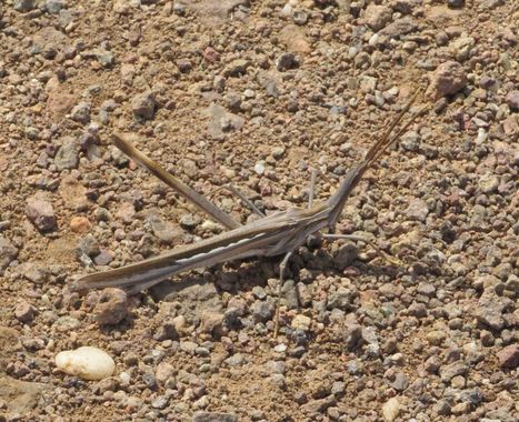 Solerantonio2 en Hamelin: Fauna  (Níjar), Insecto