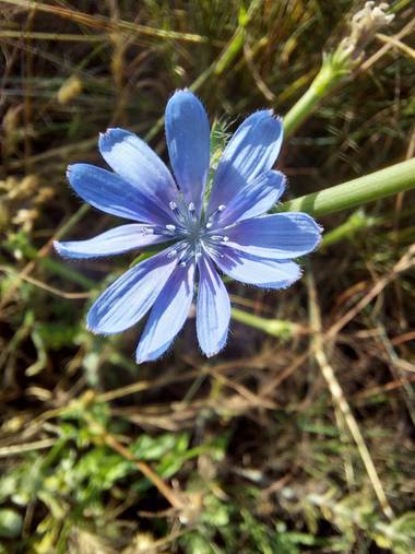 Apasnau75 en Hamelin: Flora  (Málaga), Cichorium intybus, Ese color...💙