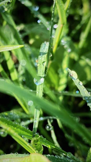 Vaanika79 en Hamelin: Flora  (Huelva), Gotas de Rocío en la mañana 