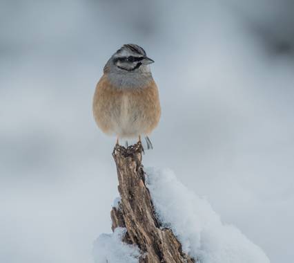 chicomontejicar en Hamelin: Fauna, Emberiza cia Linnaeus, 1766, Escribano montesino 