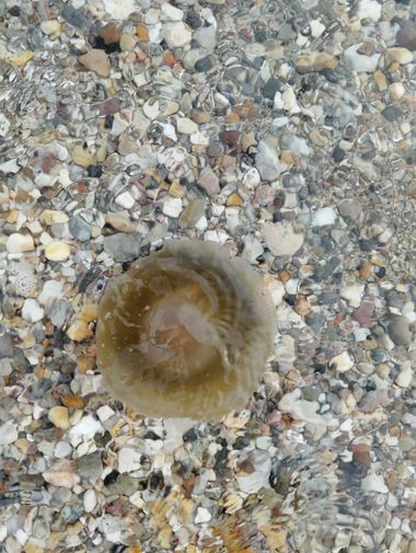 Solerantonio2 en Hamelin: Fauna  (La Marina), Medusa