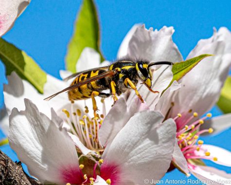 Jjarolo en Hamelin: Fauna  (Valsequillo de Gran Canaria), #grancanaria #valsequillo #flor #almendro #almendroenflor #avispa 
