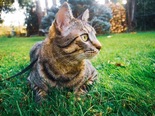 imagiaproducciones en Hamelin: Fauna  (Villafranca del Bierzo), #gatocallejero #gatogris #gatohogareño #gatosdelmundo #gatocomuneuropeo #gatosalvaje #gatod...