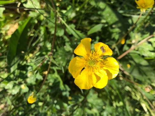 Naturalezadebarrio en Hamelin: Flora  (l'Arboç), Primavera#naturalezadebarrio@naturalezadebarrio
