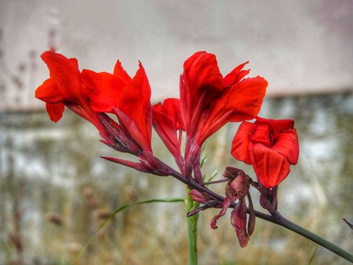 Joserequenadomene en Hamelin: Flora  (Montgat), #apfb 